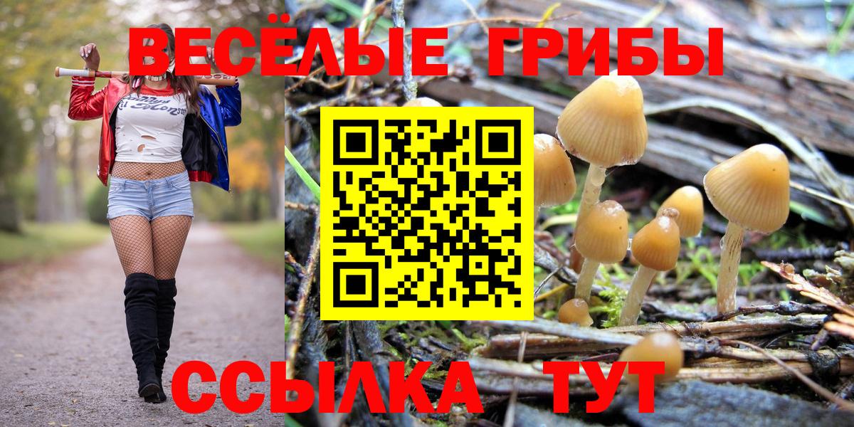 Каменск-Шахтинский  Псилоцибиновые грибы Psilocybine cubensis  Вход с VPN 
